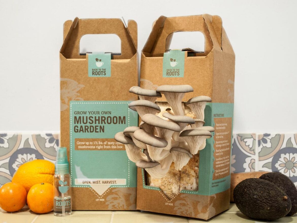 How To Get Benefits Via Exceptional Custom Mushroom Boxes?