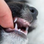 puppy teeth
