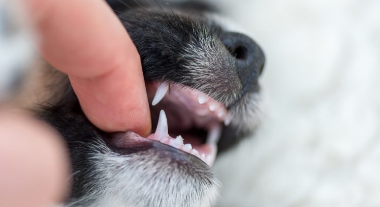puppy teeth