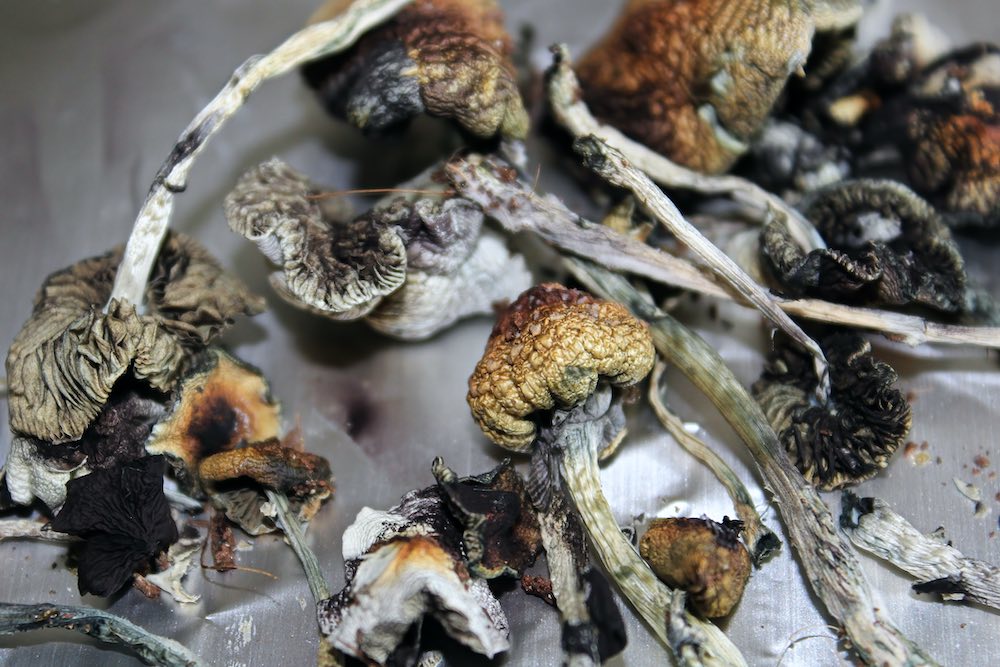How Long do Shrooms Last? Do Psychedelics Expire & Go Bad?